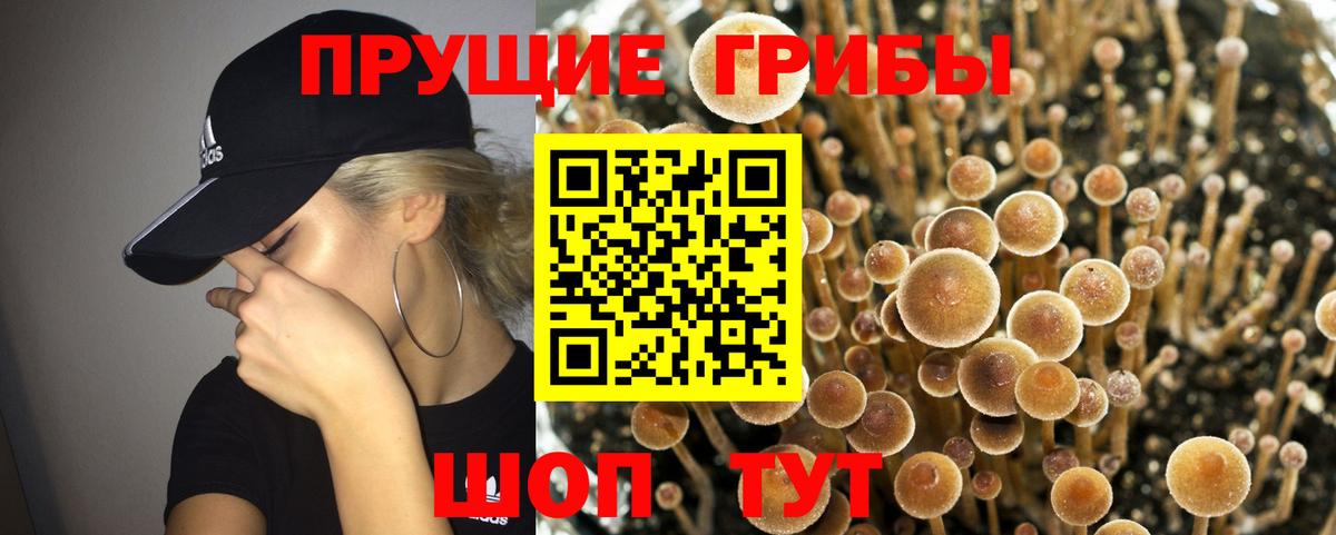 Псилоцибиновые грибы Psilocybine cubensis  Вход с VPN  Галлюциногенные грибы прущие грибы  Скопин 